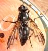 Paykullia maculata